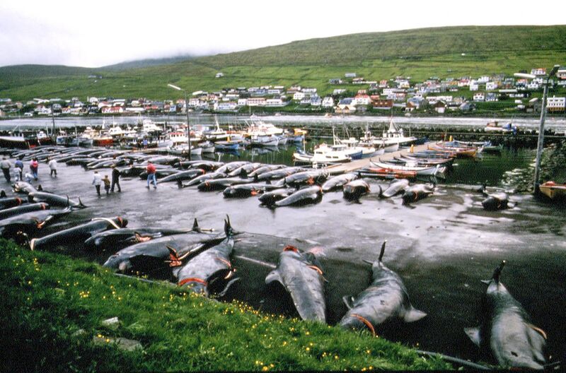 File:2018 Whale KIlling in Faroe Islands.jpg