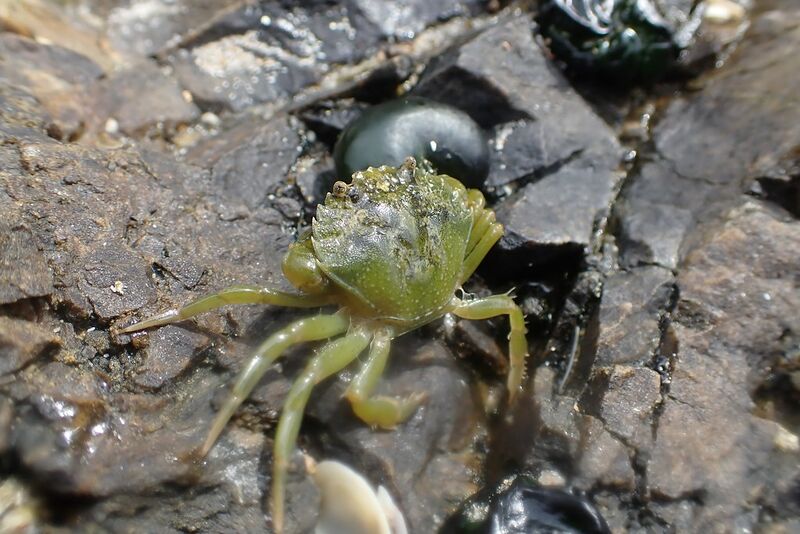 File:European Green Crab.jpg