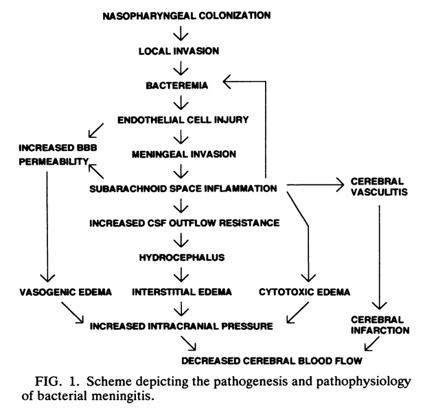File:Pathogenesis of Bacterial Meningitis.png