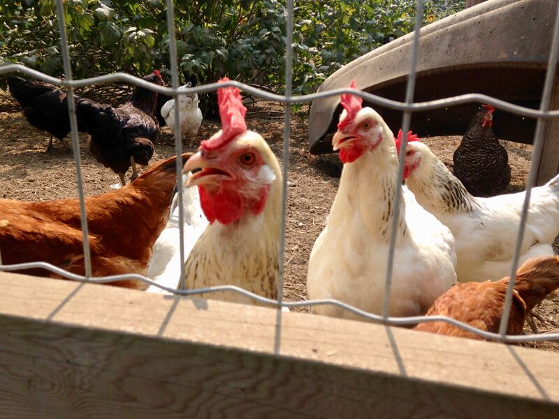 File:Hens in coop.jpg