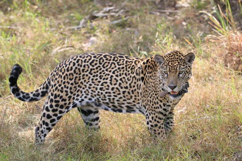 File:Jaguar Isa monitored by Onçafari.jpg