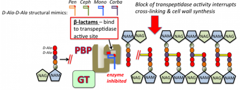 File:Figure 2. B-lactam antibiotic class mechanism of inhibition of peptidoglycan synthesis (19).png
