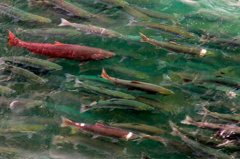 File:A wild Pacific Salmon run.jpg