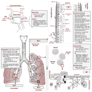 Figure 1.2e:  Changes to mucociliary clearance processes caused by TB infection