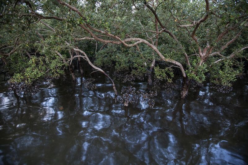 File:Mangrove Oil Spill.jpg