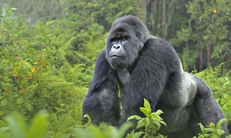 File:Lowland gorilla.jpg
