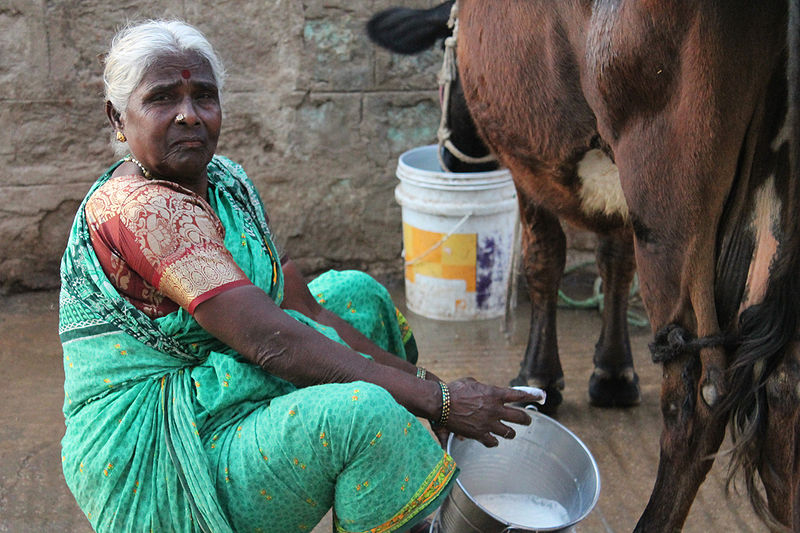 File:"Morning Milk in India" (Photo by Amber Heckelman).jpg