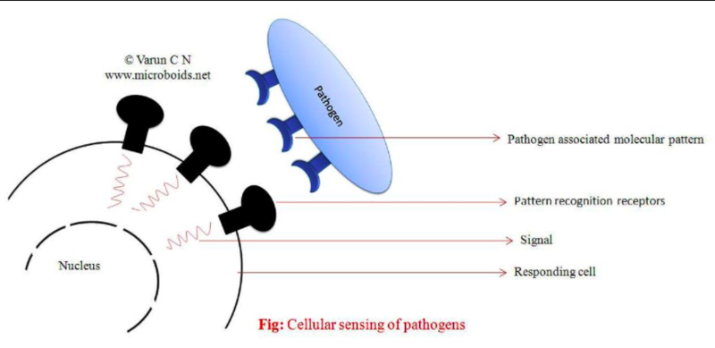 File:Cellular sensing of pathogens.png