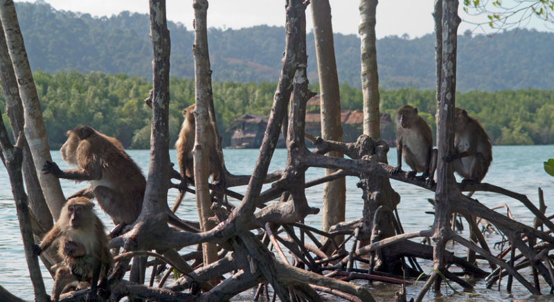 File:Crab-eating macaque (Macaca fascicularis).png