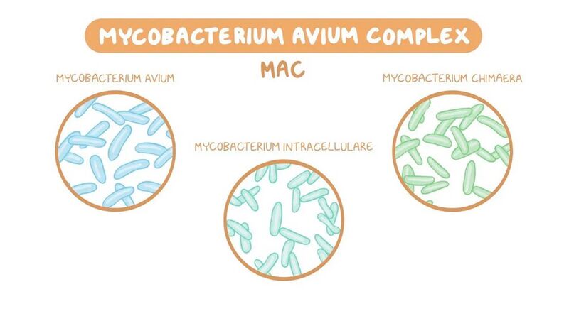 File:Fig 2. Diagram of Mycobacterium that make up MAC.jpg