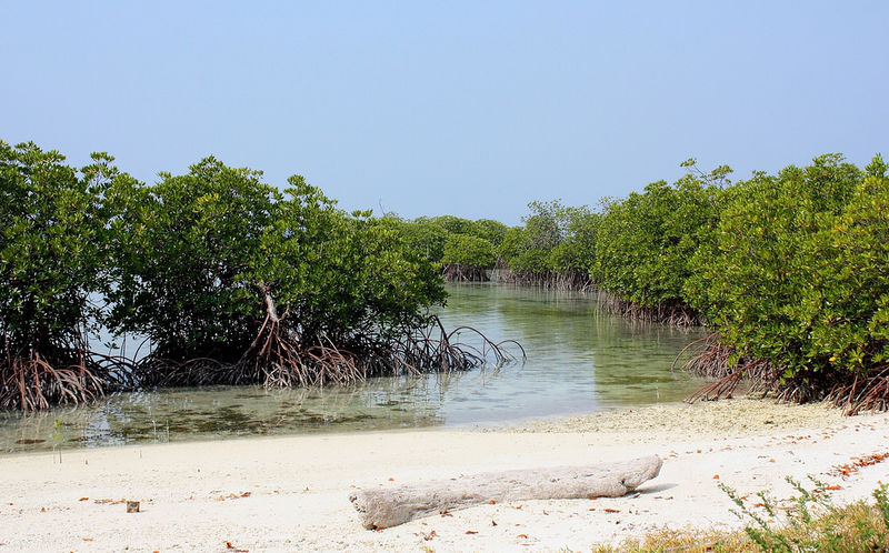 Central Java Mangroves