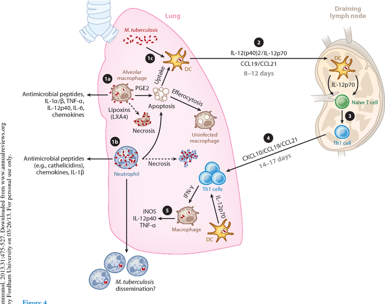 File:Lungs Innate Immunity.png