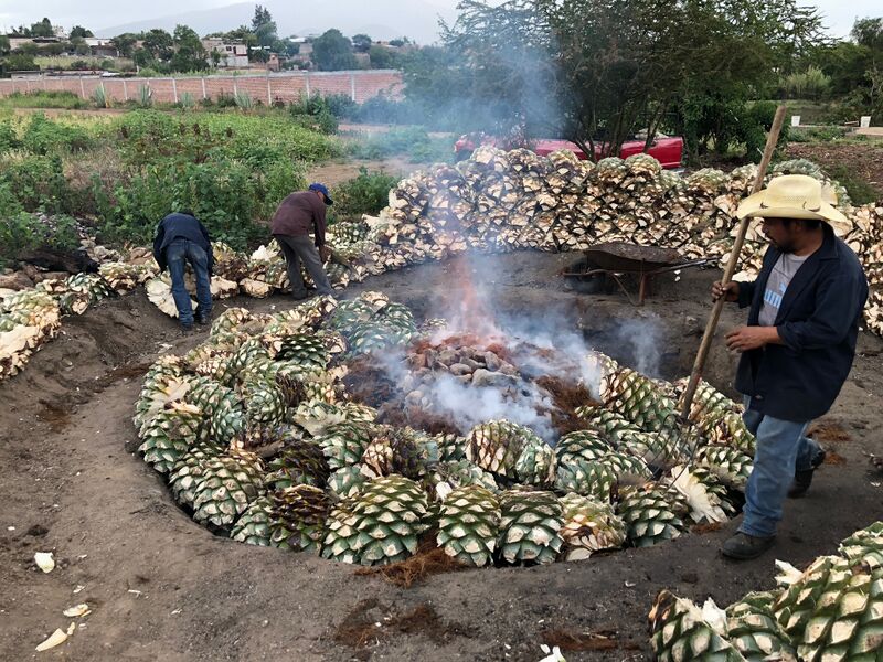 File:Cooking agave.jpg