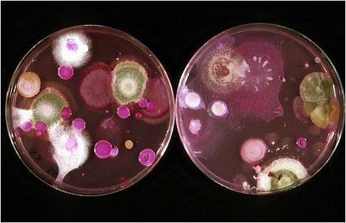 Soil bacterial plate counts
