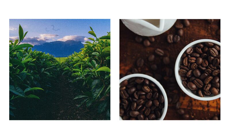 File:Coffee farming brazilll.jpg