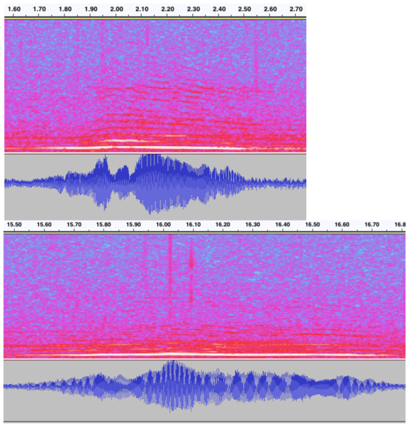 File:Whale Song Waveform and Spectrogram Comparison.png