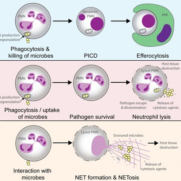 File:Fig 2. Neutrophil effector functions to fight off pathogens.jpg