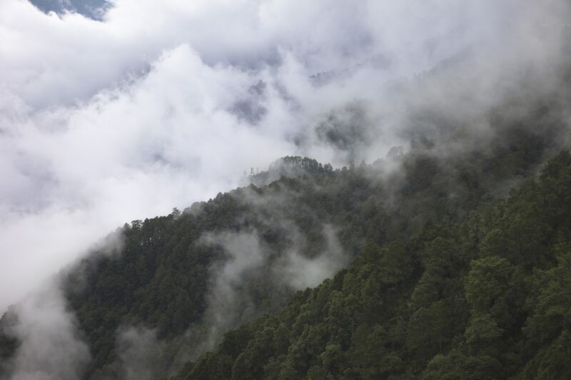 File:Cloud Forest Example.jpg