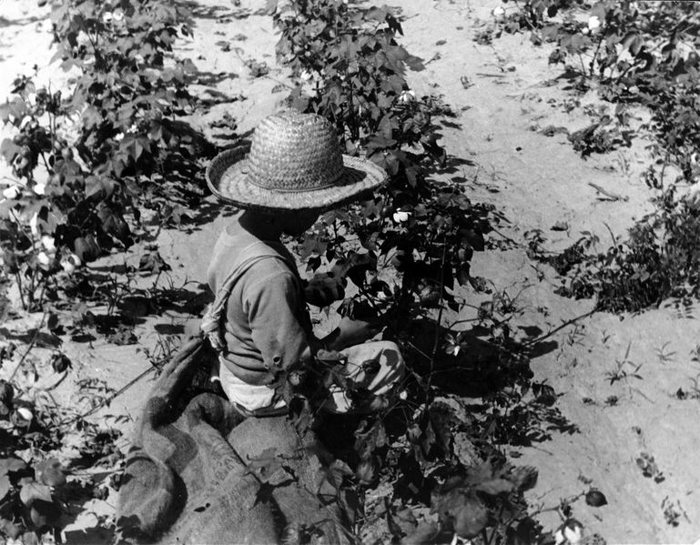 File:Young boy picking cotton.jpg