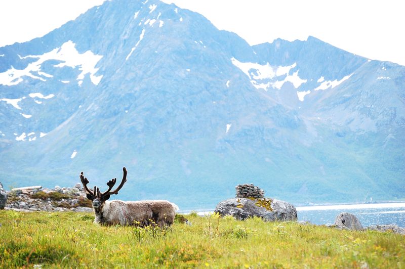 File:Reindeer in Norway -Rekvika -Troms - Norway.jpg