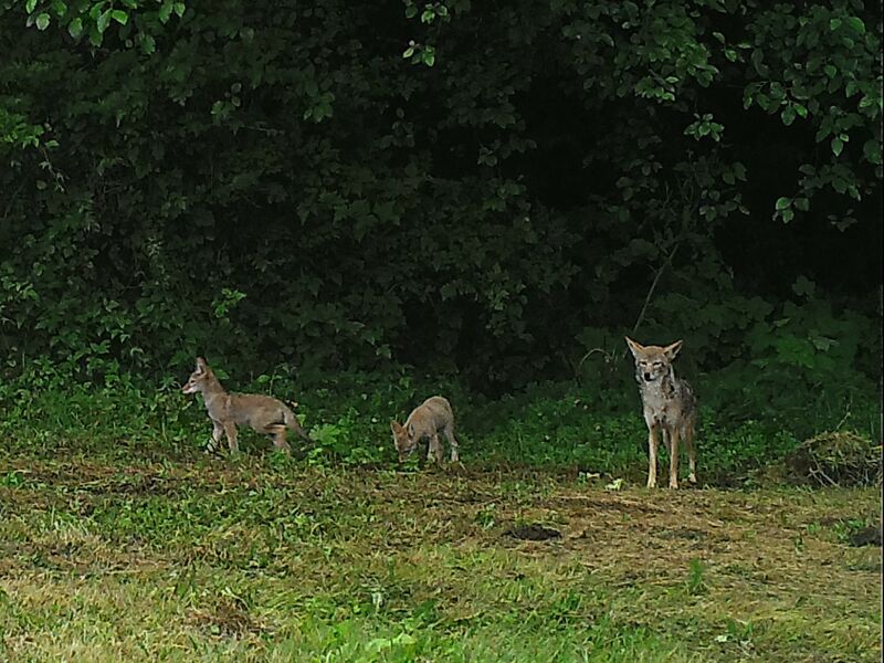 File:Coyotes at UBC Farm.jpg