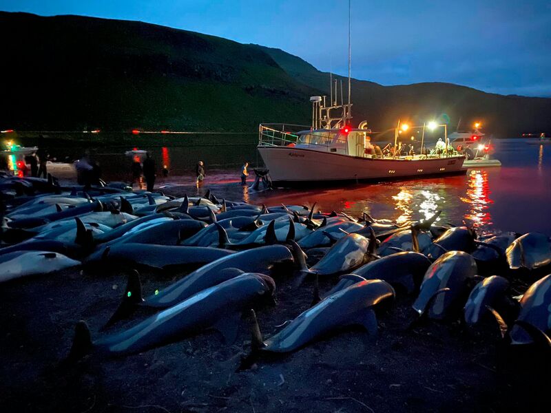 File:Slaughter of 1400 White-Sided Dolphins.jpg