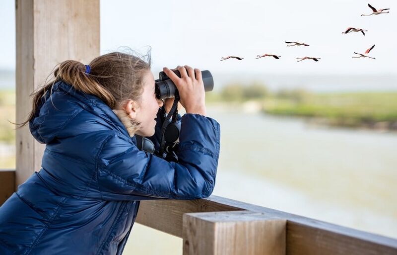 File:Birdwatching girl.jpg
