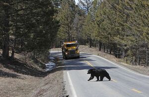 Black bear crossing road with incoming truck