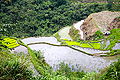 "Ifugao Rice Terrace in the Philippines" (Photo by Amber Heckelman).JPG