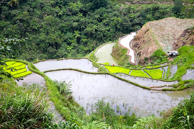 File:"Ifugao Rice Terrace in the Philippines" (Photo by Amber Heckelman).JPG