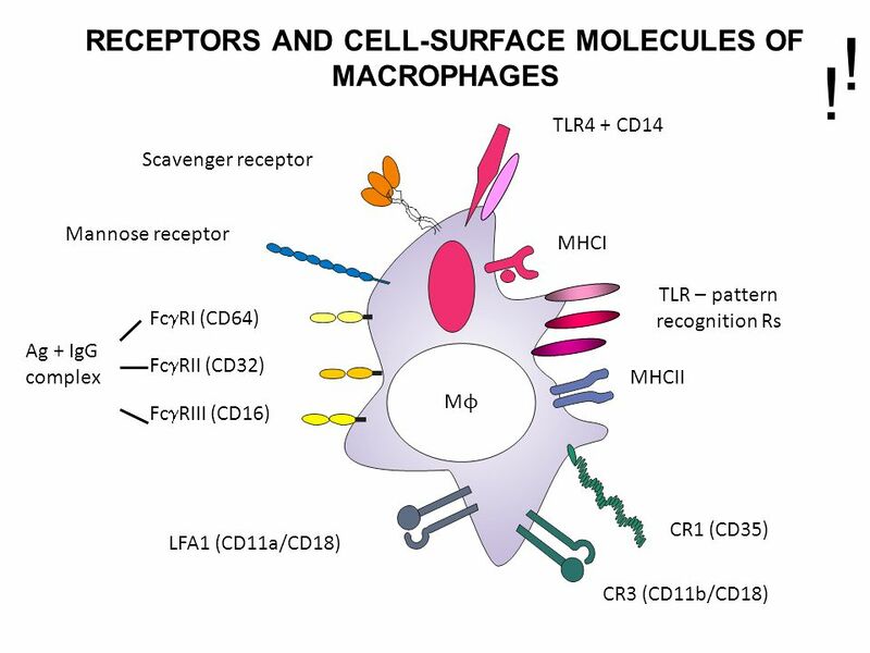 File:RECEPTORS+AND+CELL-SURFACE+MOLECULES+OF+MACROPHAGES.jpg