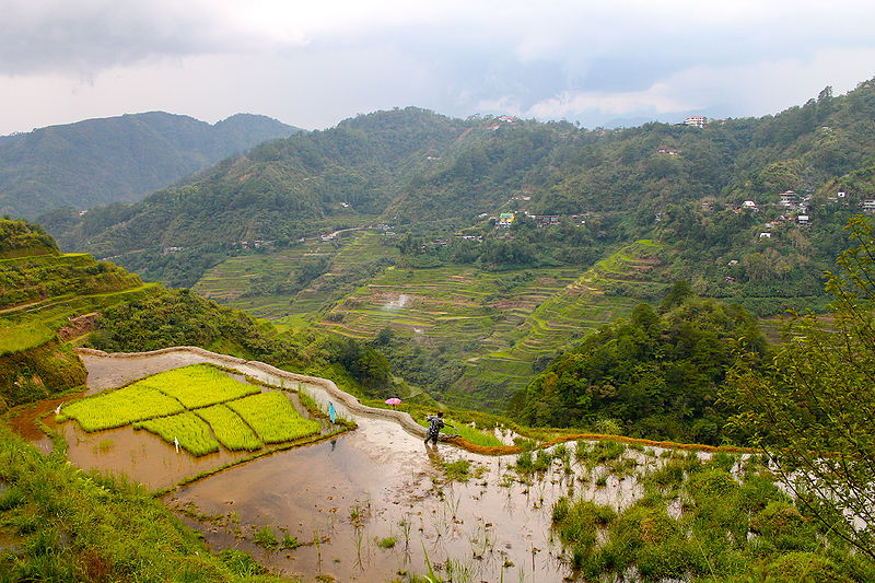 File:"A Rice Terrace in the Philippines" (Photo by Amber Heckelman).JPG