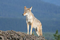 British Columbia Coyote in the Wild.jpg