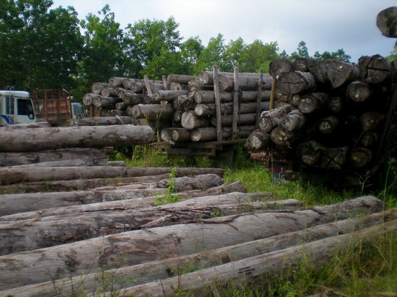 File:Log yard for illegal logging.jpg