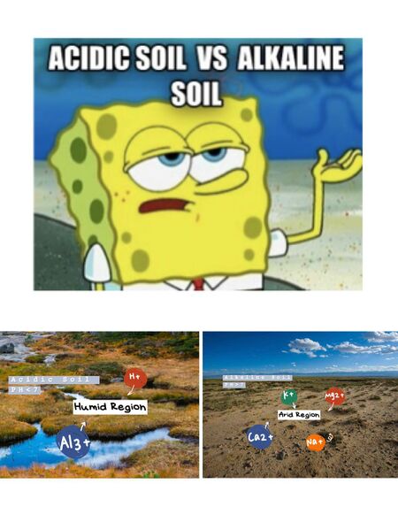 File:Acidic Soil VS Alkaline Soil (XinYue Zhang).jpg