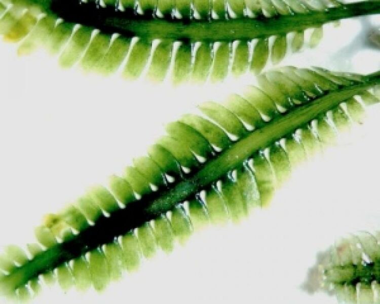 File:Killer Algae (Caulerpa taxifolia).jpg