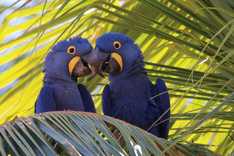 File:Blue Macaw (Arara Azul).jpg
