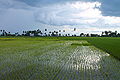 "Conventional Rice Farms on the Coast of the Philippines" (Photo by Amber Heckelman).JPG