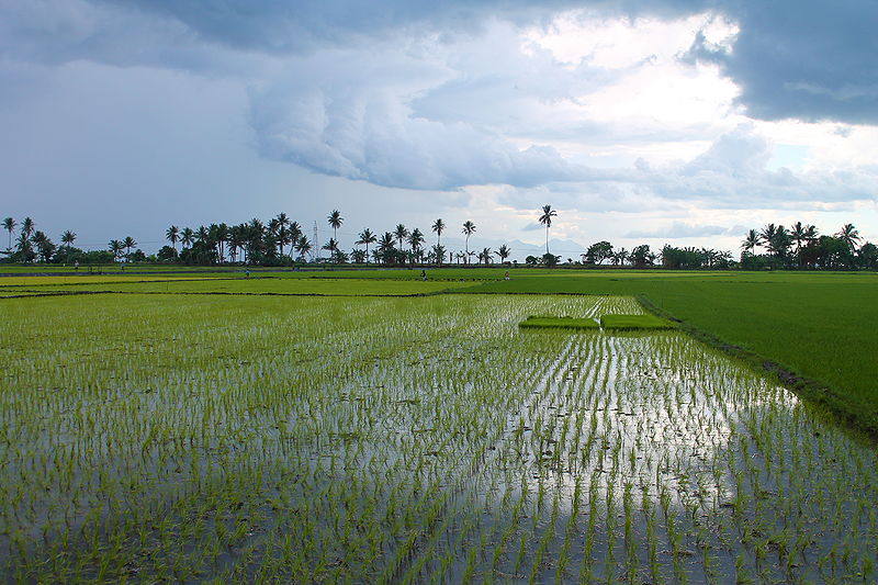 File:"Conventional Rice Farms on the Coast of the Philippines" (Photo by Amber Heckelman).JPG