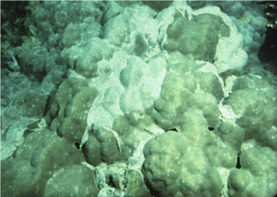 Fine carbonate sediment bound into a mucus sheet on a colony of Porites, Zanzibar, East Africa. This coral also exhibits the multilobate morphology believed to result from sediment stress.