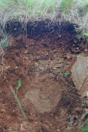 Black Chernozem soil profile