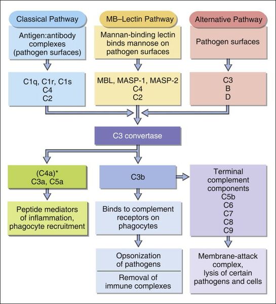 File:Complement Pathways.jpg