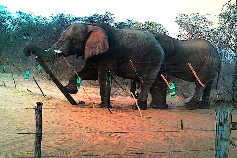 File:Elephant-header-photo-768x512.webp