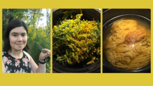 An image of gathering goldenrod and using it to dye yarn yellow
