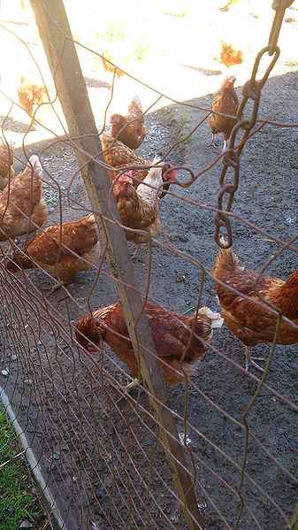 File:GISR Farm Chickens.jpg