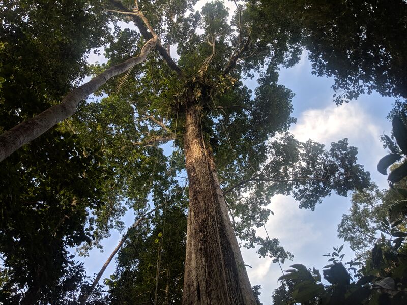 File:Looking up in the Amazon rainforest.jpg