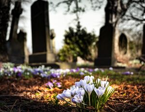Flowers blooming in a cemetery