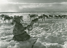 Sami reindeer herder in Norway