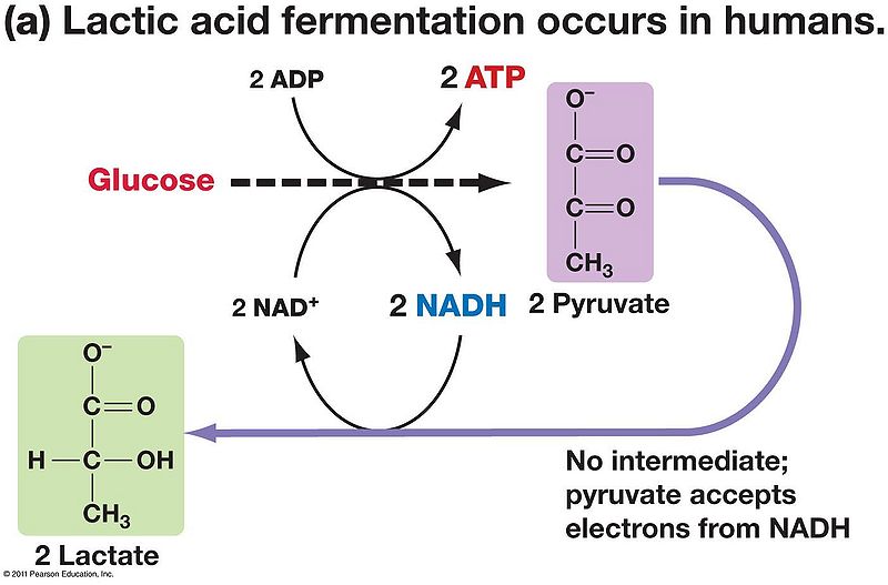 File:Lactic Acid Fermentation.jpg