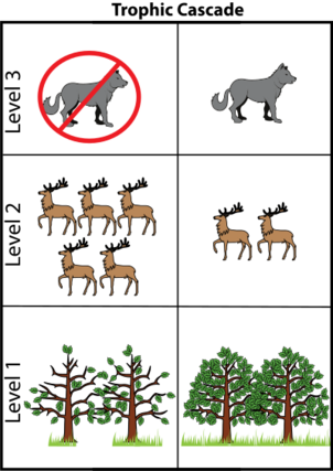 With the presence of wolves, primary consumer populations (e.g. ungulates) are controlled, and in turn primary producer populations (e.g. trees) are maintained at a healthy level. In contrast, this image also shows how removing wolves from an ecosystem facilitates the overpopulation of primary consumer populations, leading to the loss of primary producer populations.